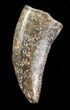 Theropod Tooth (Likely Nanotyrannus) - Montana #48303-1